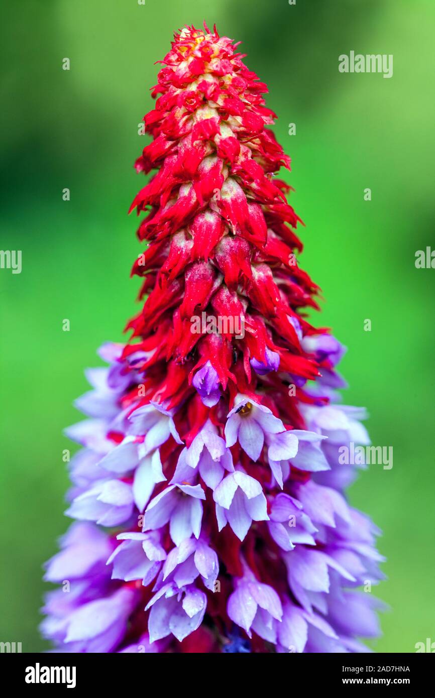 Primula vialii flower spike Orchid Primrose Stock Photo