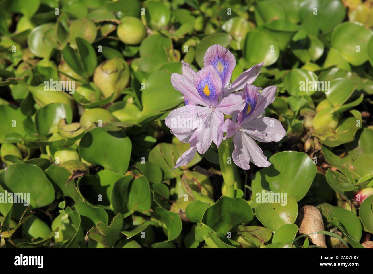 Water hyacinth growing on the shore of lake Begnas, Nepal Stock Photo ...
