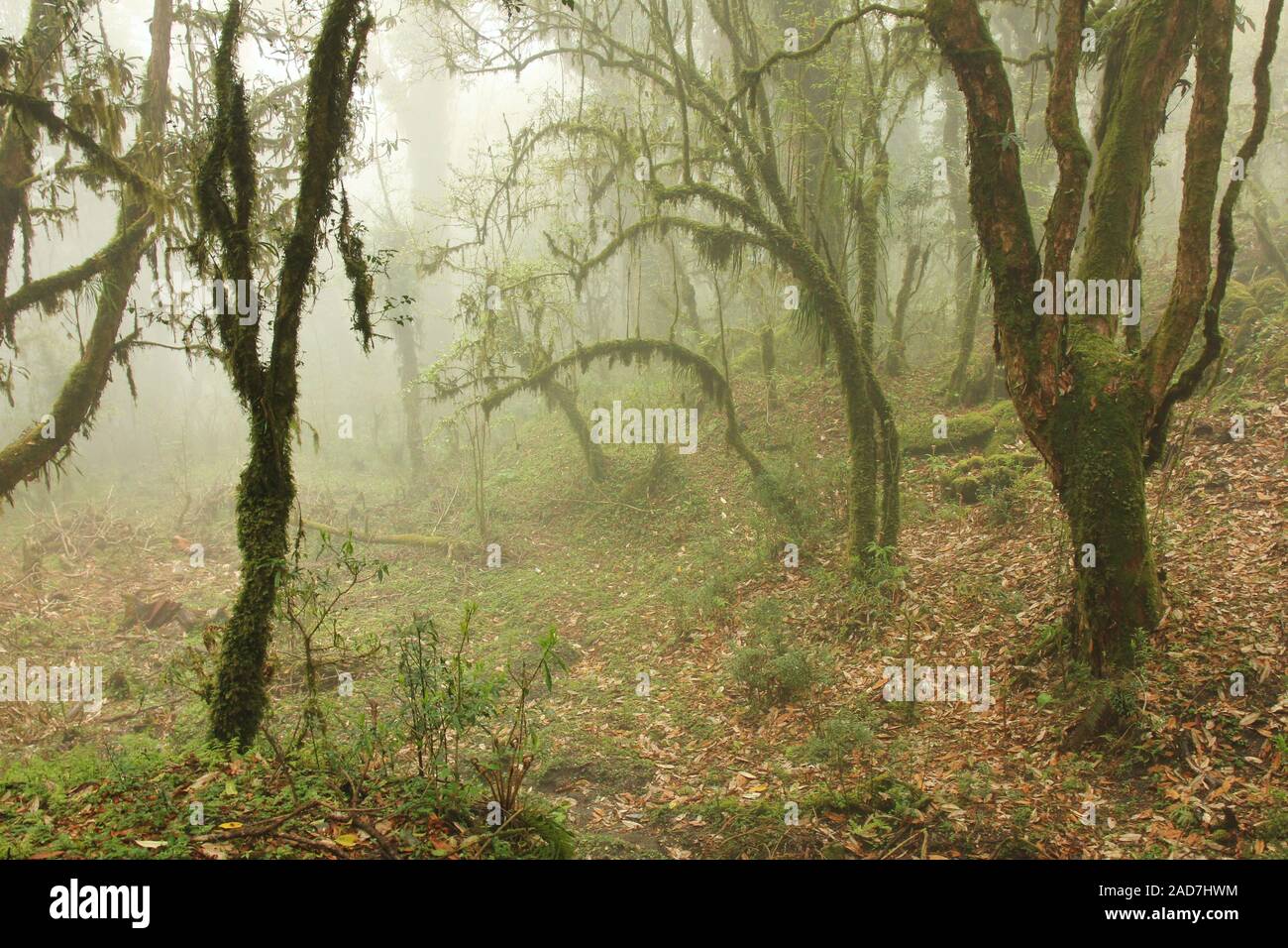 Green jungle on a fogy spring day. Scene on the way from Ghandruk to Tadapani, Nepal. Stock Photo