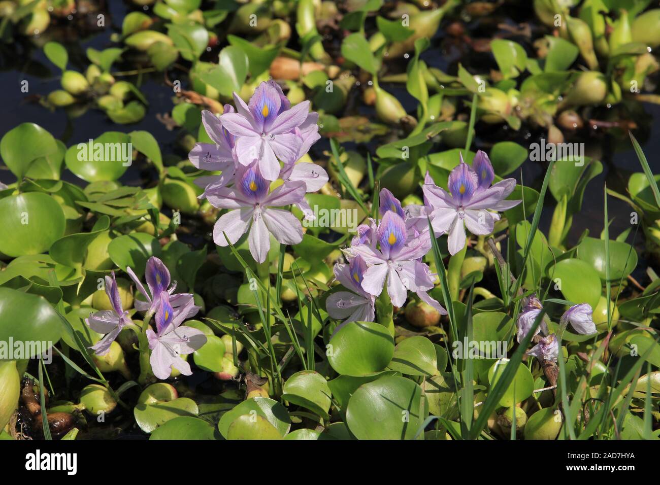 Water hyacinth growing at lake Begnas, Nepal Stock Photo - Alamy