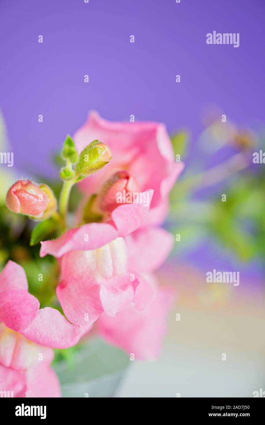 Pink macro flower on pirple background. Shallow depth of field. Stock Photo