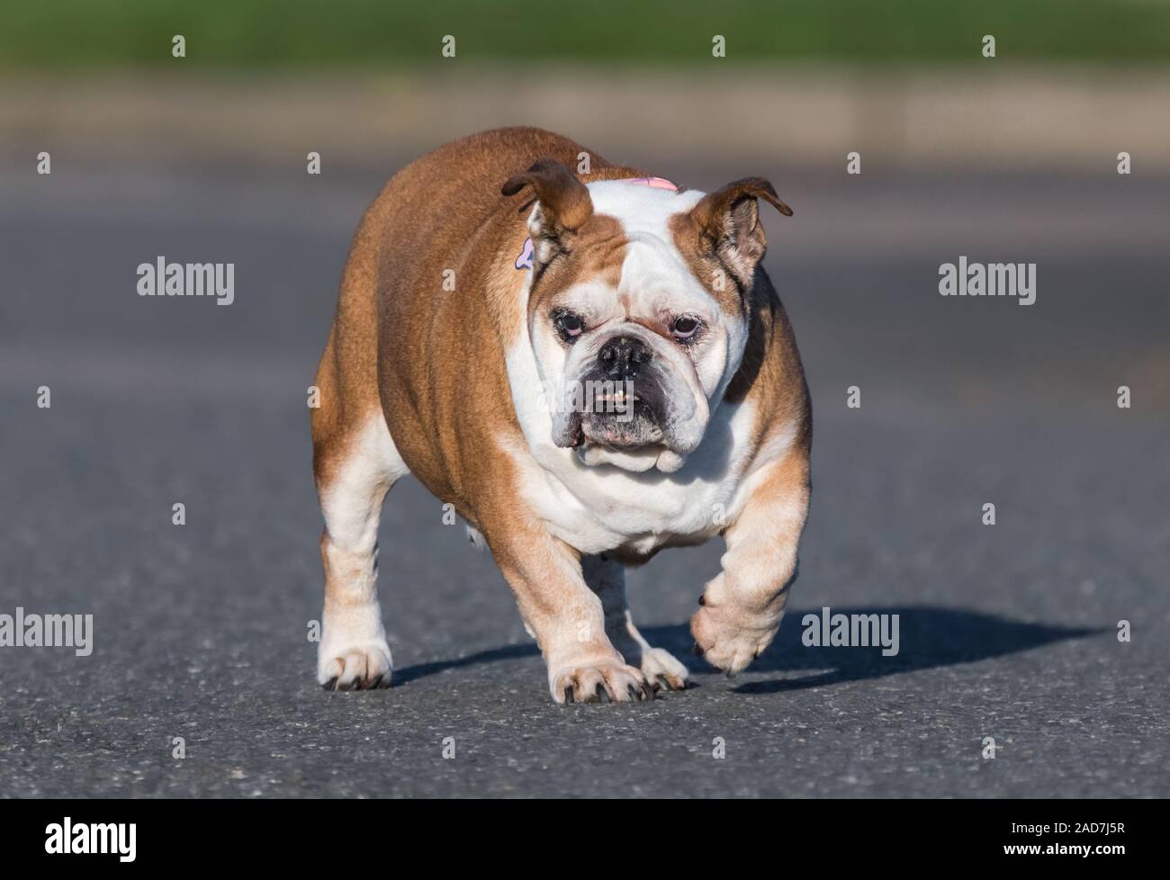 Bulldog running hires stock photography and images Alamy