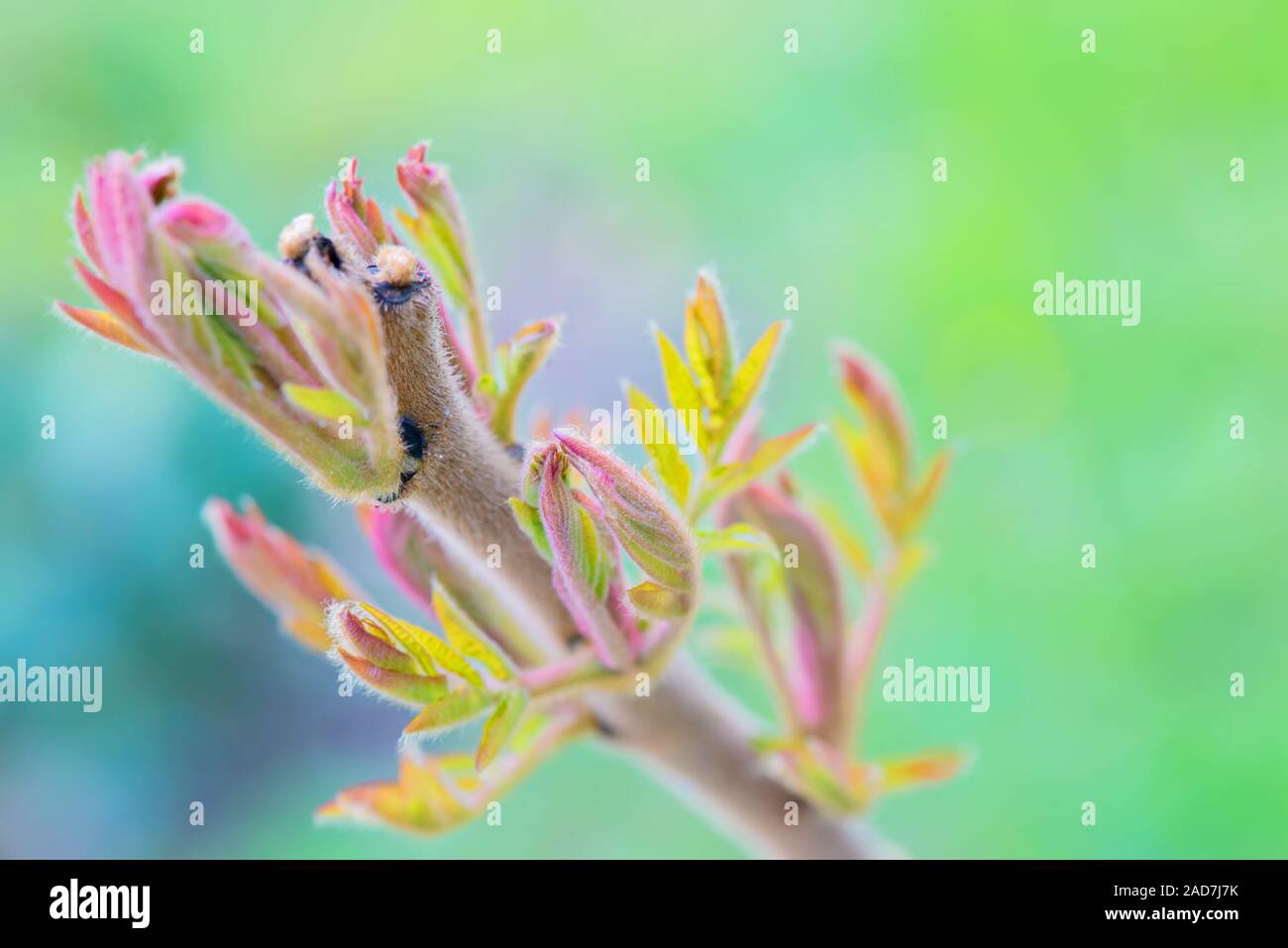 Rhus typhina plant over blurred green background. Shallow depth of field. Stock Photo