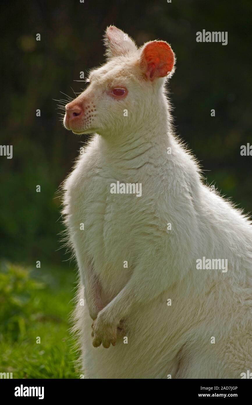 RED-NECKED WALLABY Macropus rufogriseus Albino Lacking melanin pigmentation, revealing blood vessels shown as pink skin. Maintained in captivity. Stock Photo