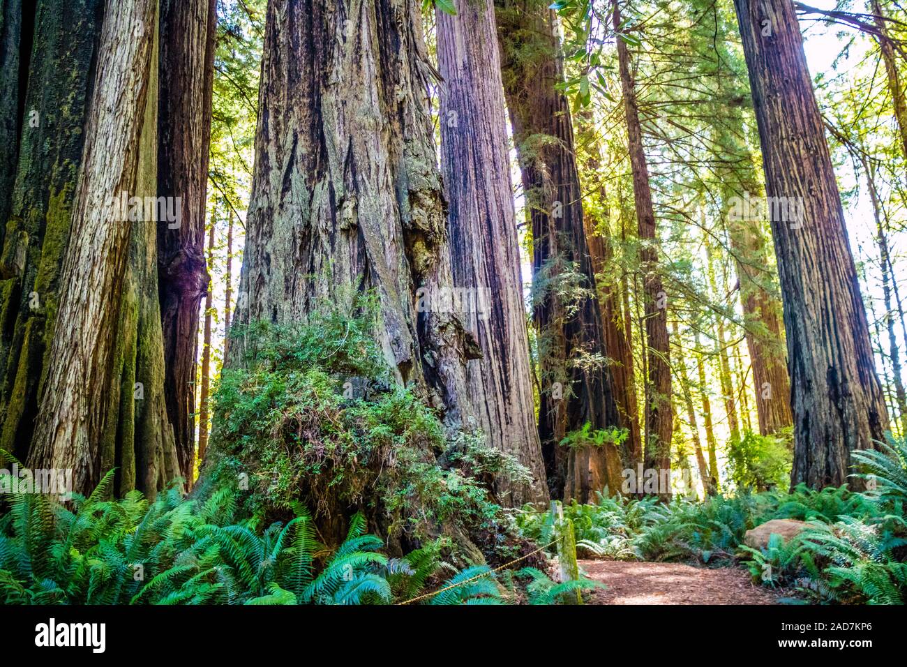 Giant Sequoia Tree in Redwoods National & State Parks - California Stock Photo