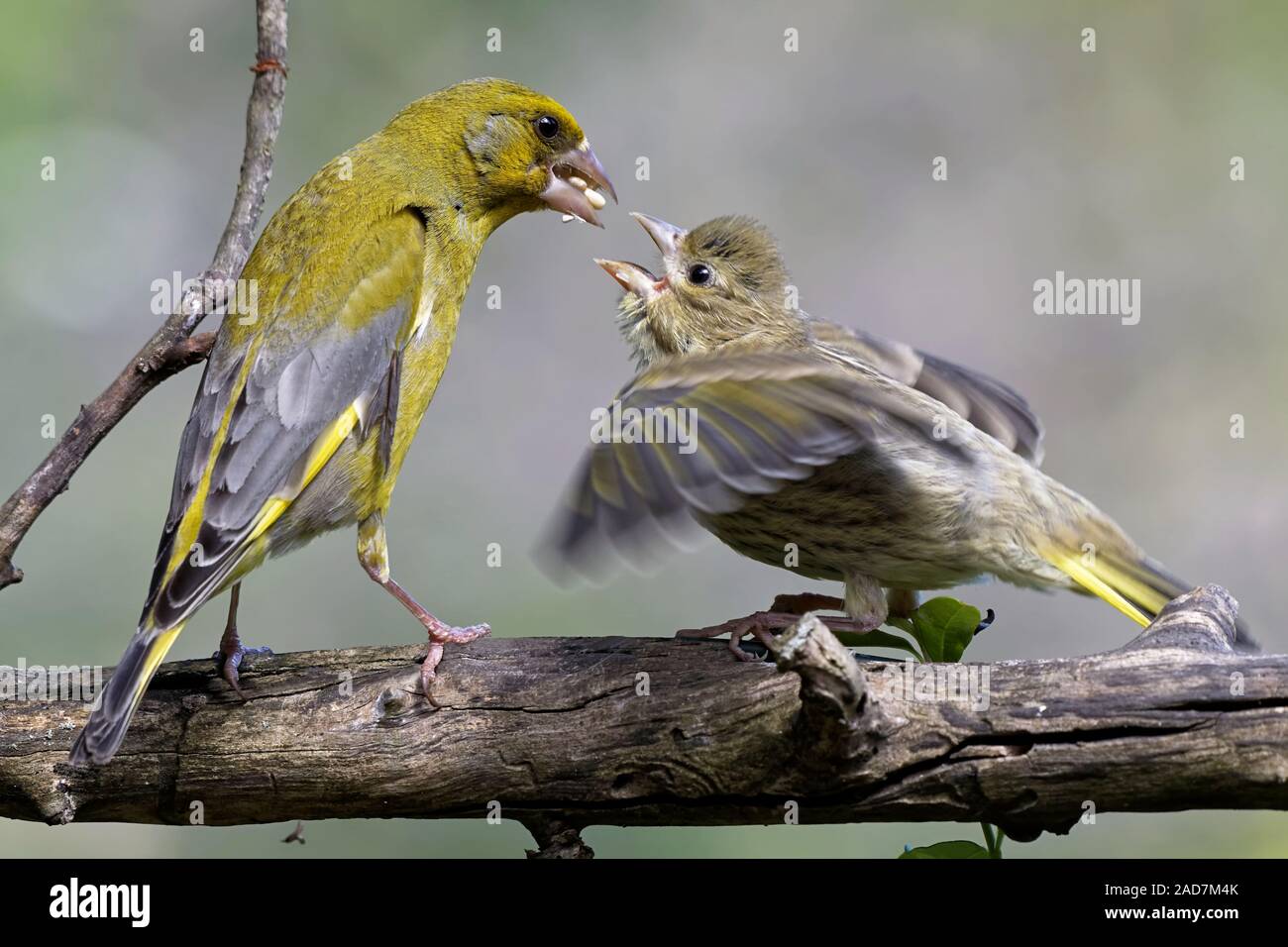 Greenfinch with branchling Stock Photo