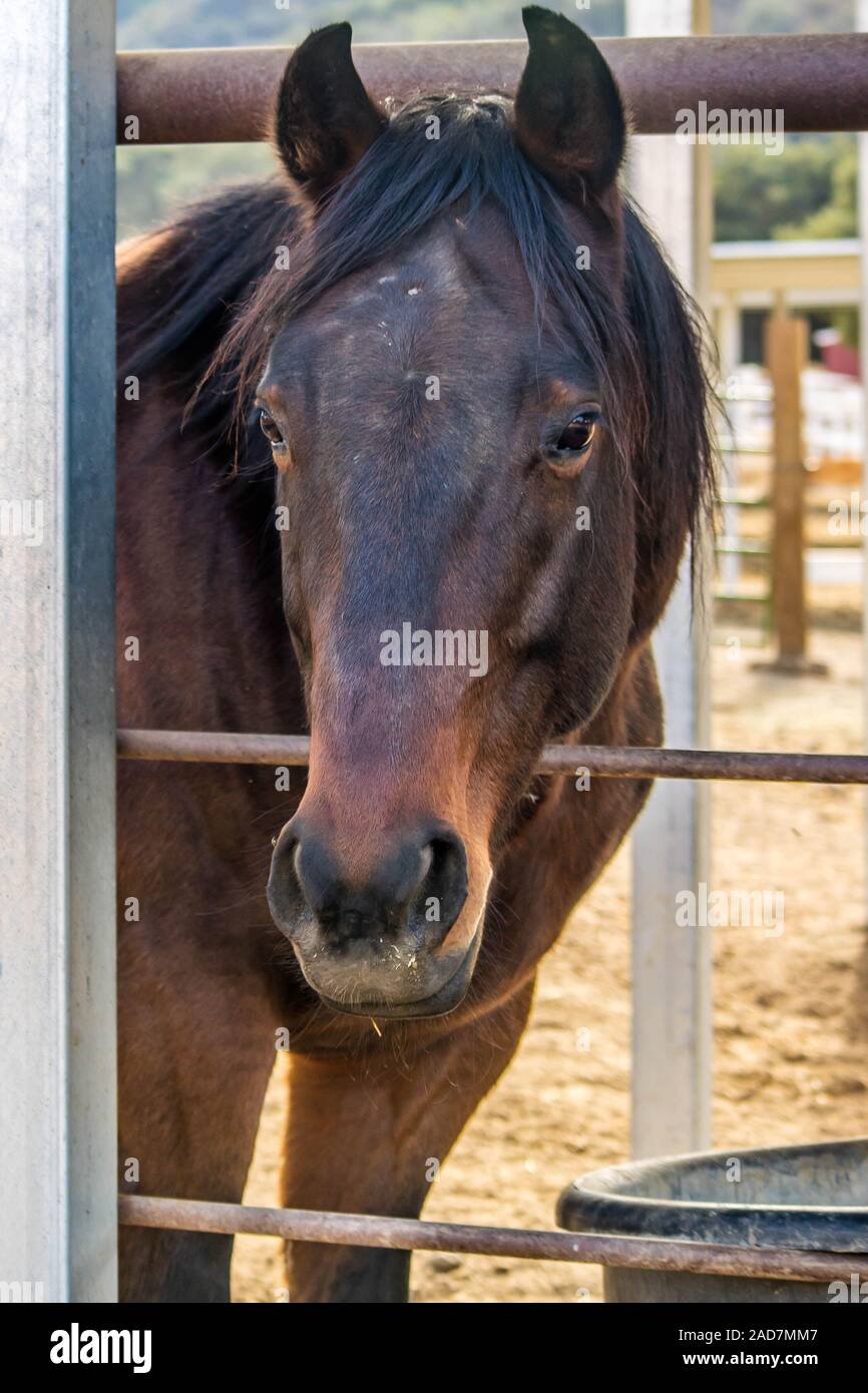 Horse waiting to be freed up in Rancho Oso, California Stock Photo