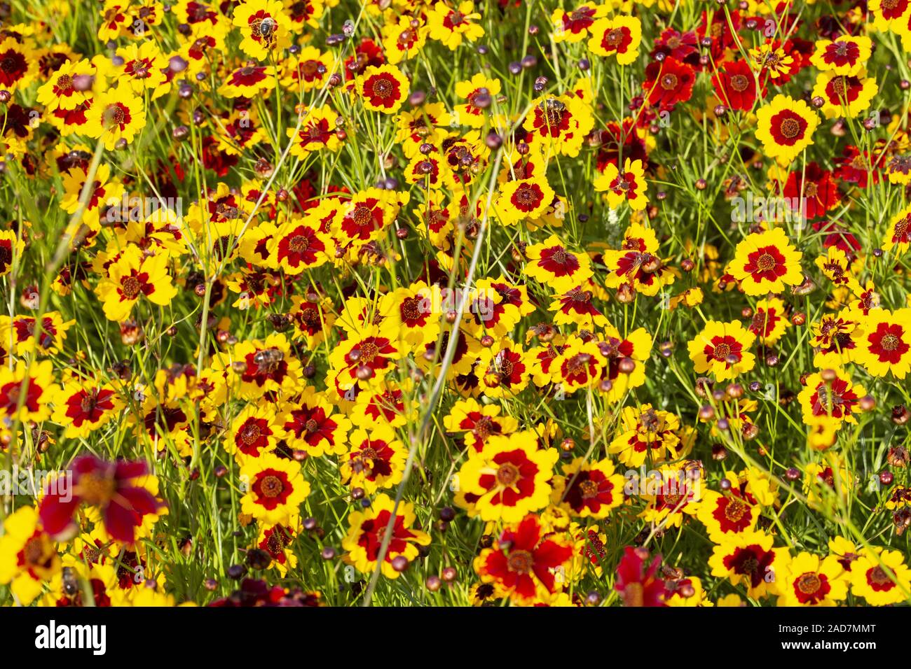 Exquisite Plains Coreopsis Wallpaper Photography Exquisite Plains Coreopsis Wallpaper Photography