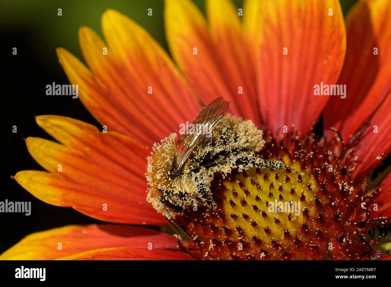 Cockade flower with bumblebee Stock Photo