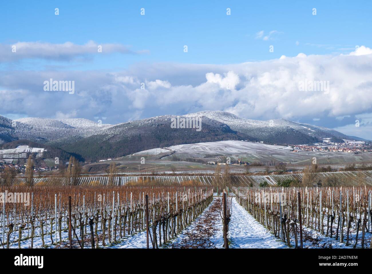 View over vineyards to the Palatinate Forest Stock Photo