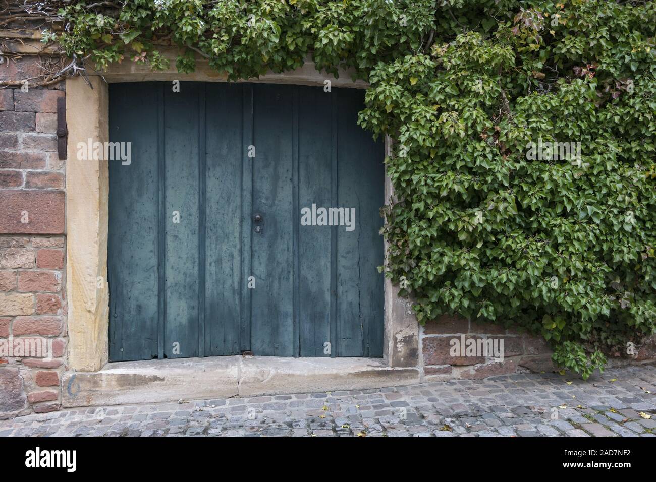 Old gate covered with ivy (Hedera) Stock Photo