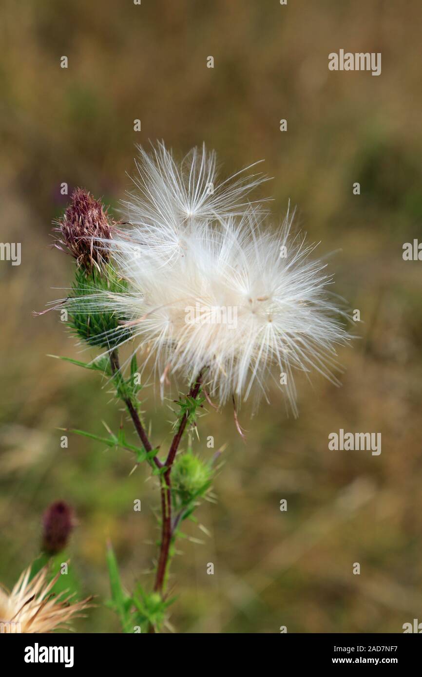 Common thistle, Cirsium vulgare, Common thistle, seed stage of common thistle Stock Photo