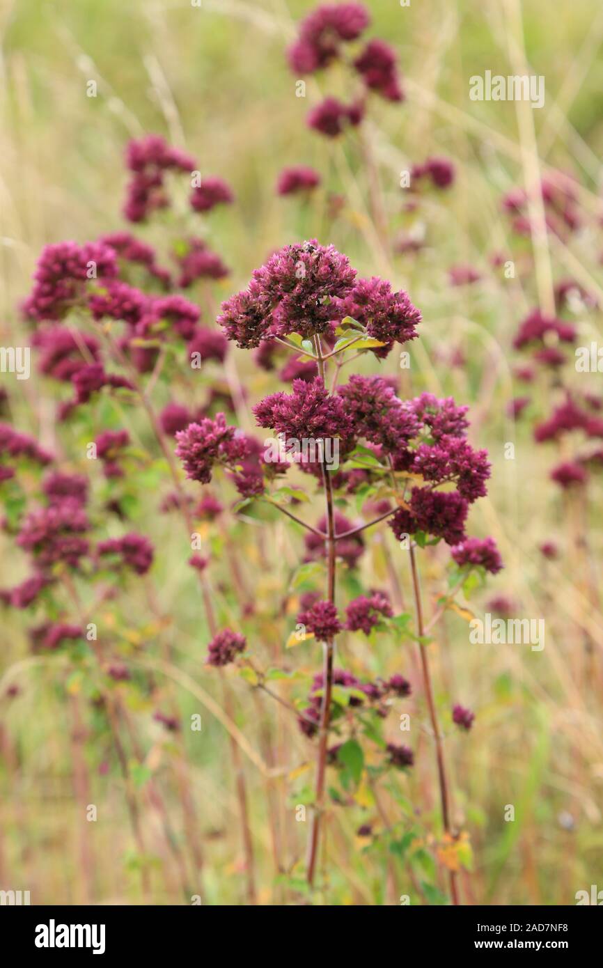 Real Dost, Wild Marjoram, Oregano, Wild marjoram, Origanum vulgare