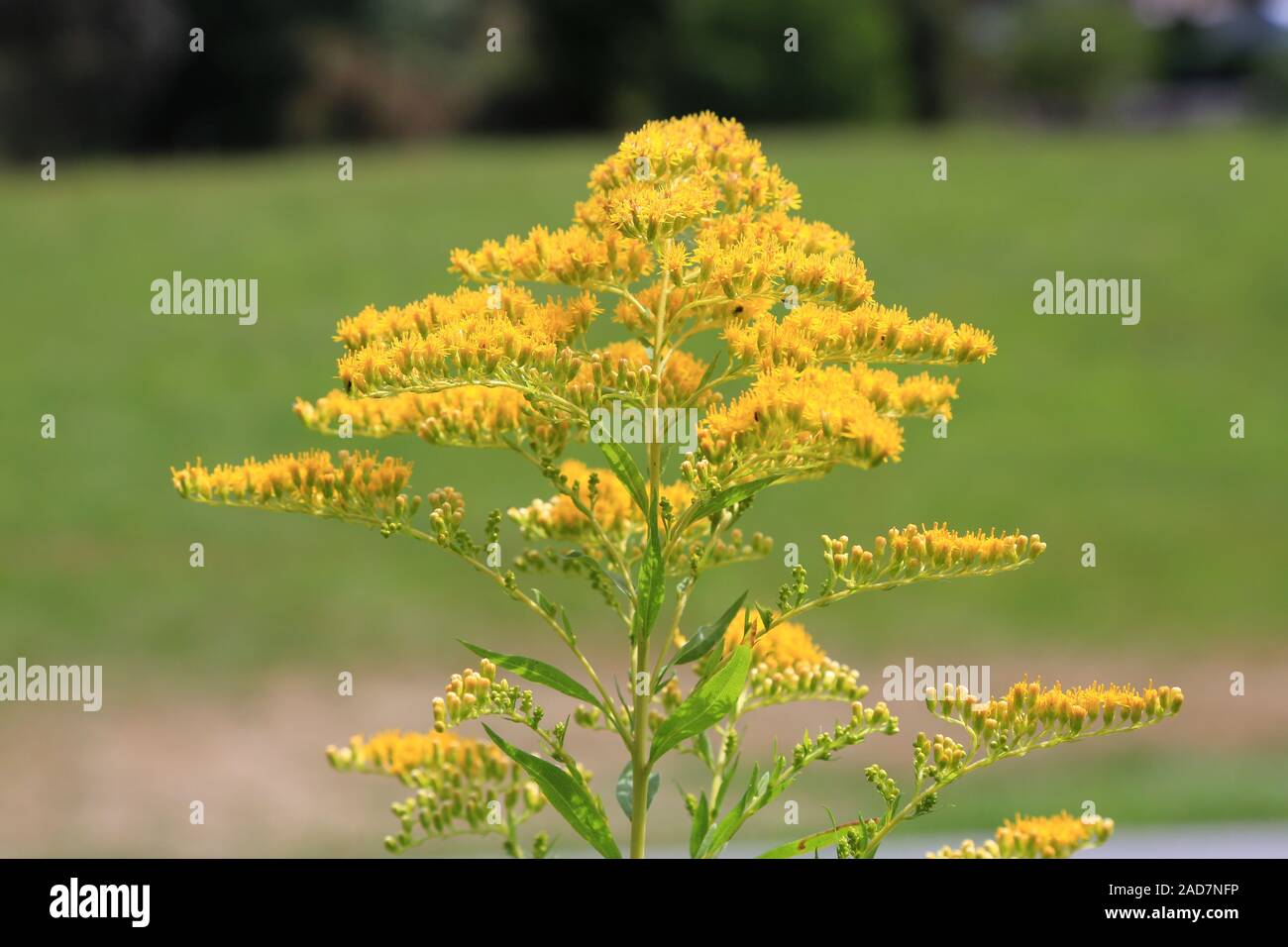 Kanadische Goldrute, Canada golden rod, Solidago canadensis Stock Photo