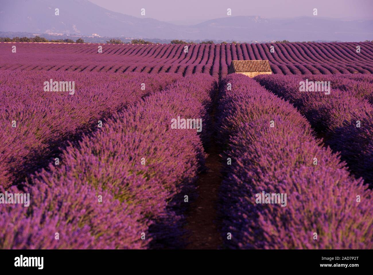purple lavender flowers field with lonely old stone house Stock Photo