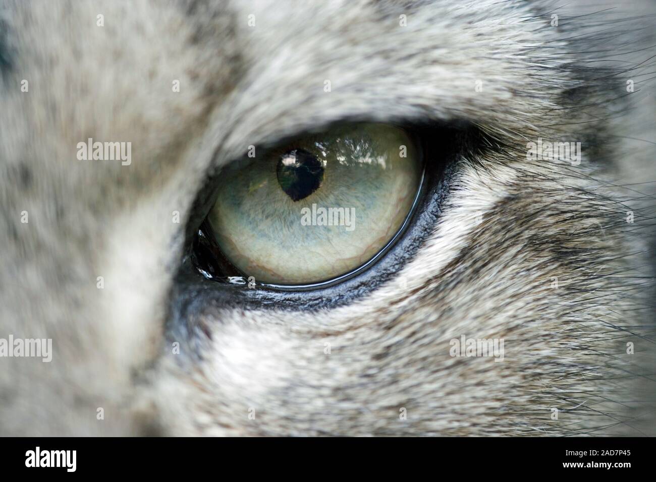SNOW LEOPARD (Uncia uncia).  Close up of a left hand side eye. Stock Photo