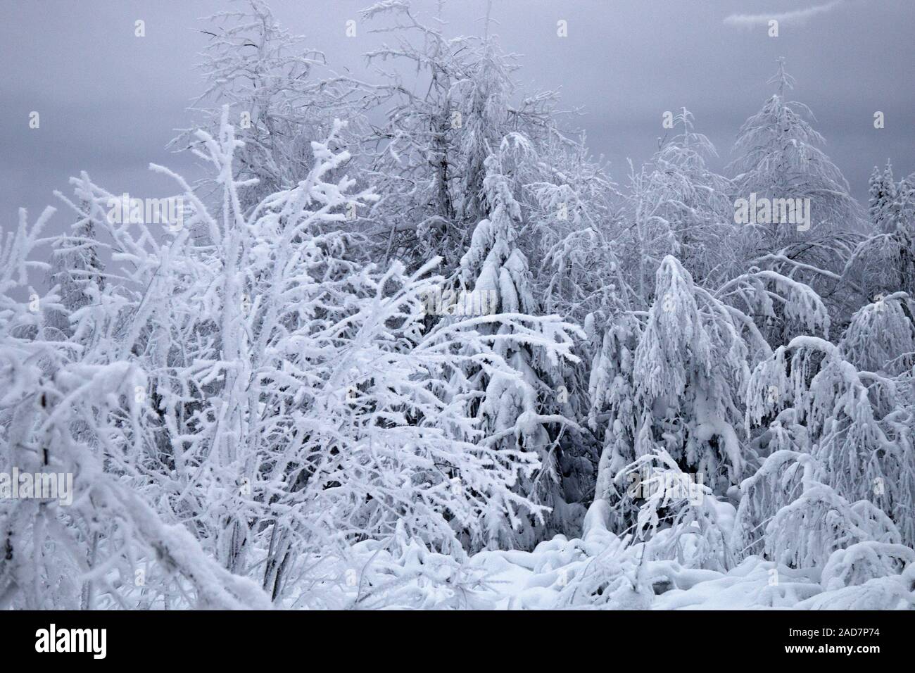 Wood is filled with snow, snowcap on branches og fir-trees Stock Photo
