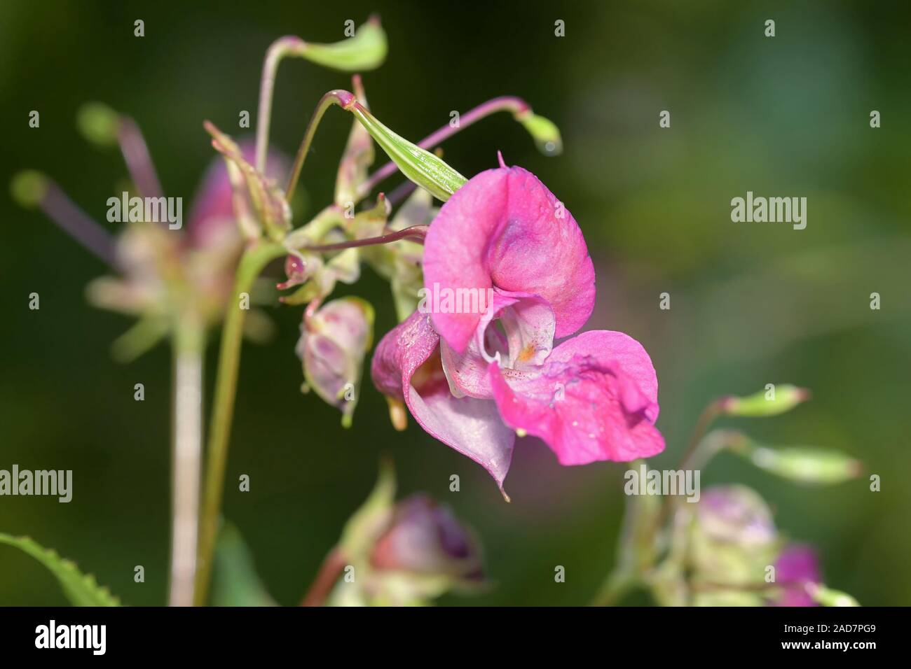 Balsam Stock Photo