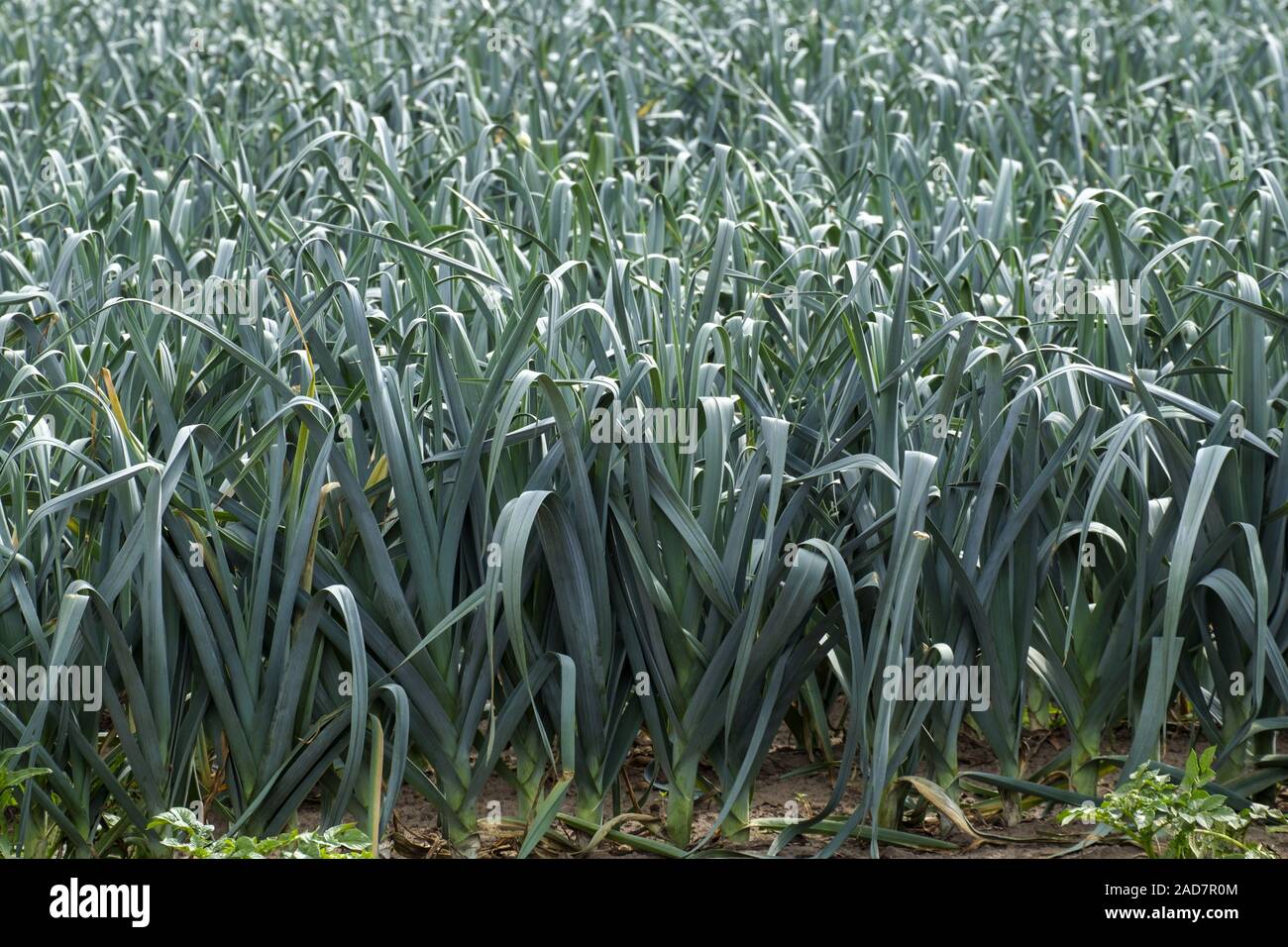 pore cultivation Stock Photo