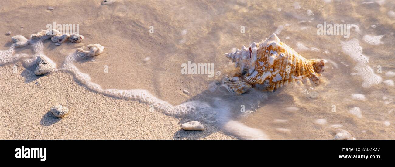 Conch shell on the beach, Grand Cayman, Cayman islands Stock Photo