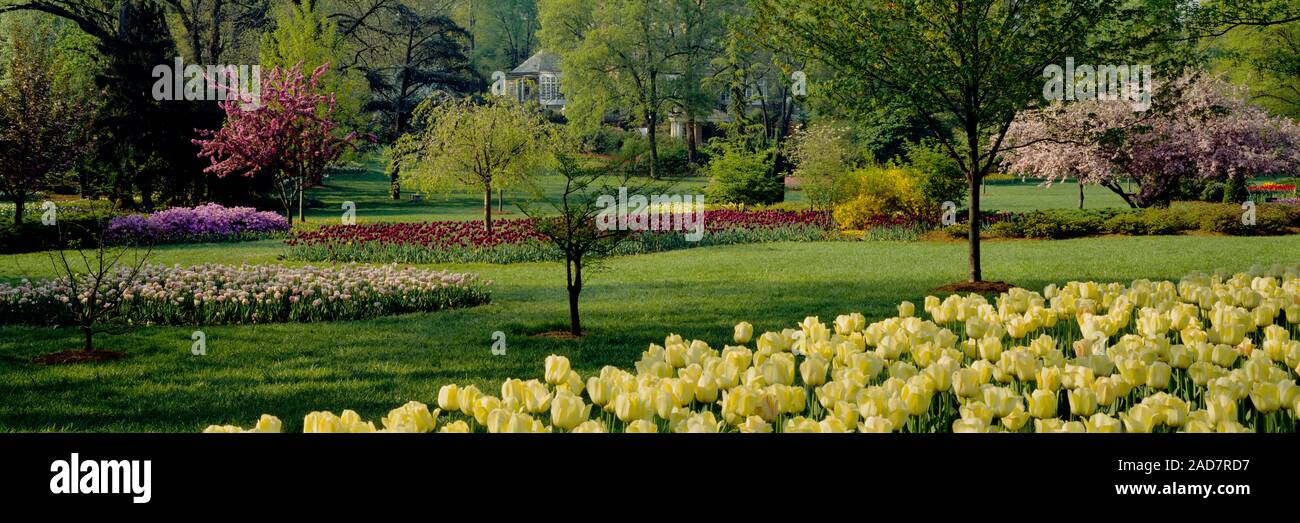 Tulip Flowers In A Garden Sherwood Gardens Baltimore Maryland