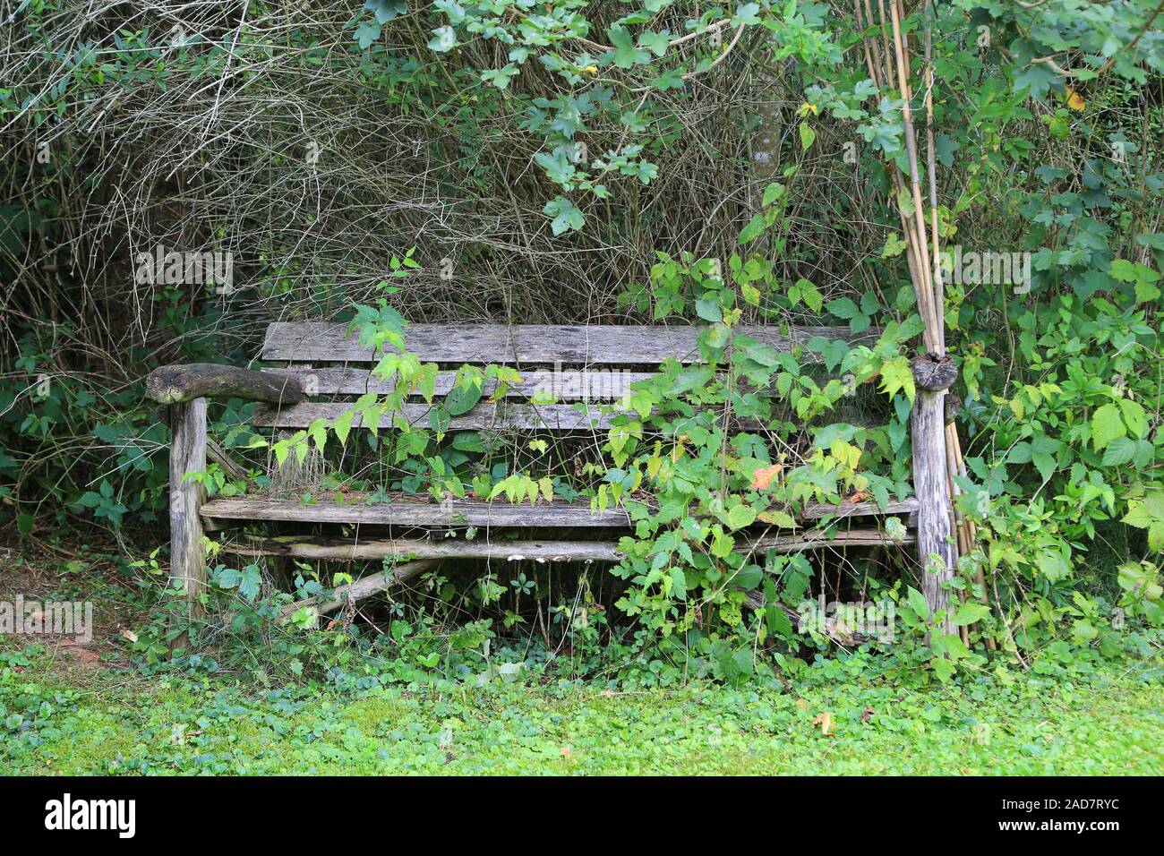 Overgrown garden bench in the park Stock Photo