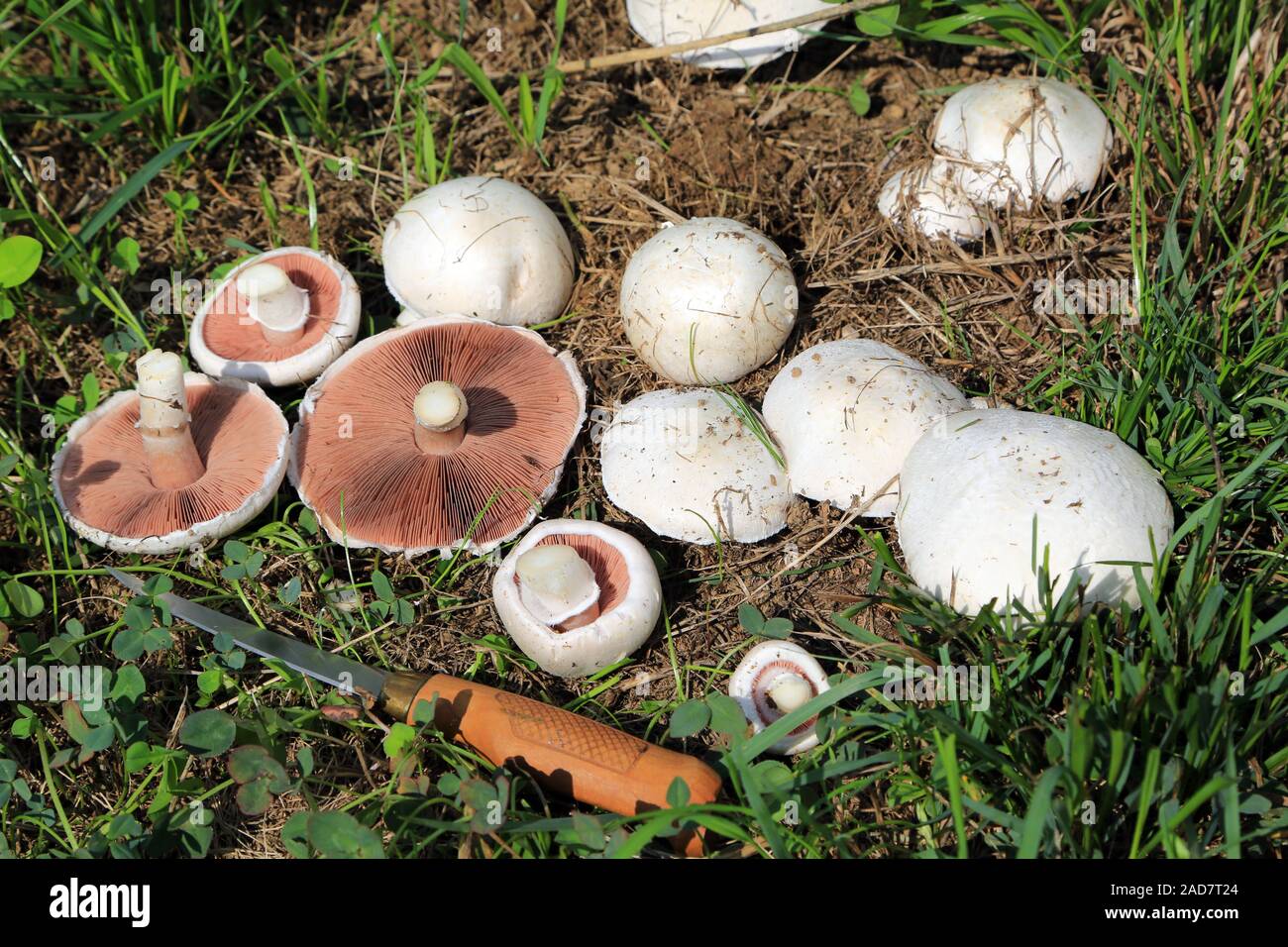 Wiesenchampignon, Field mushroom, Agaricus campestris, Pilz des Jahres 2018 Stock Photo