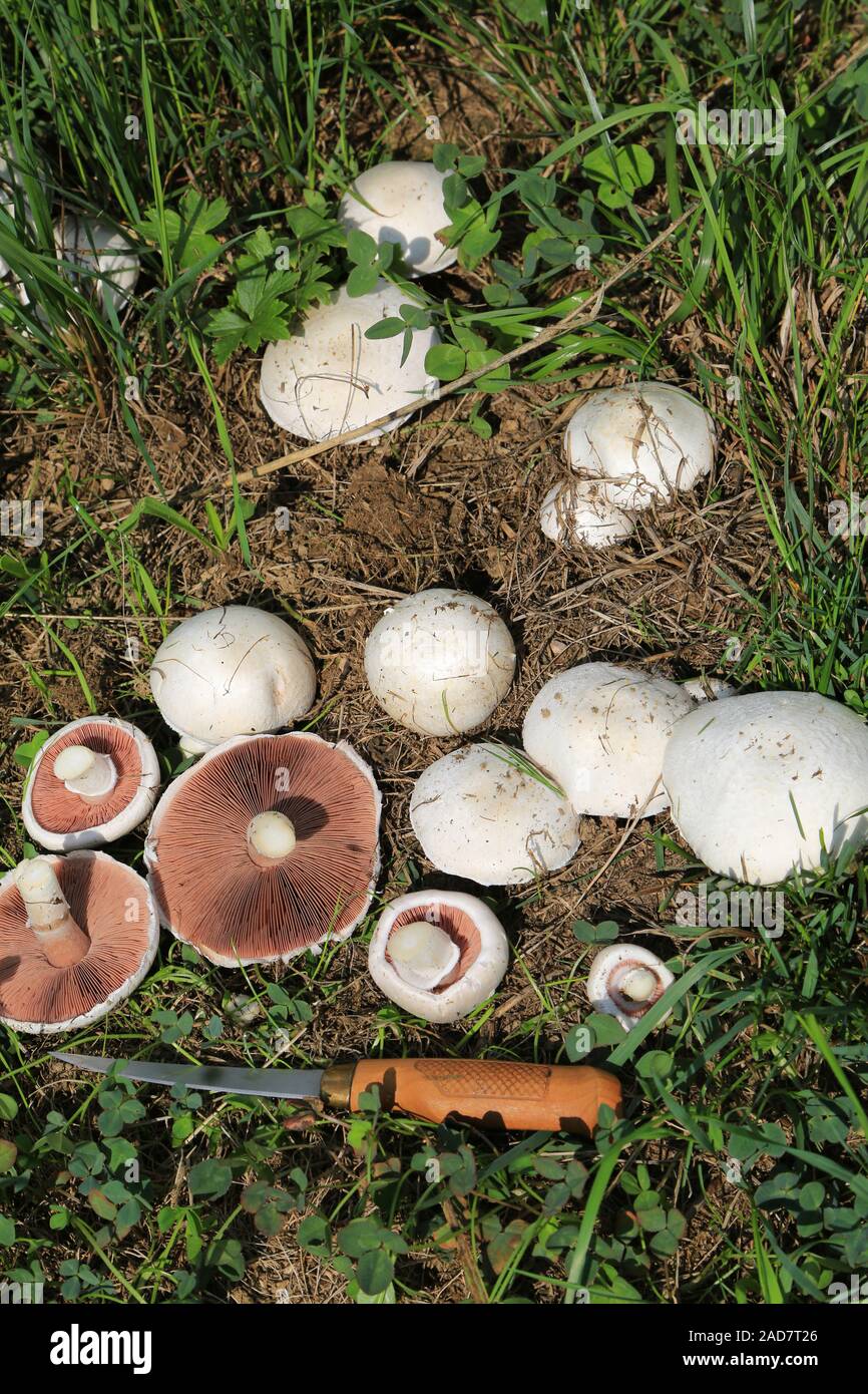 Wiesenchampignon, Field mushroom, Agaricus campestris, Pilz des Jahres 2018 Stock Photo
