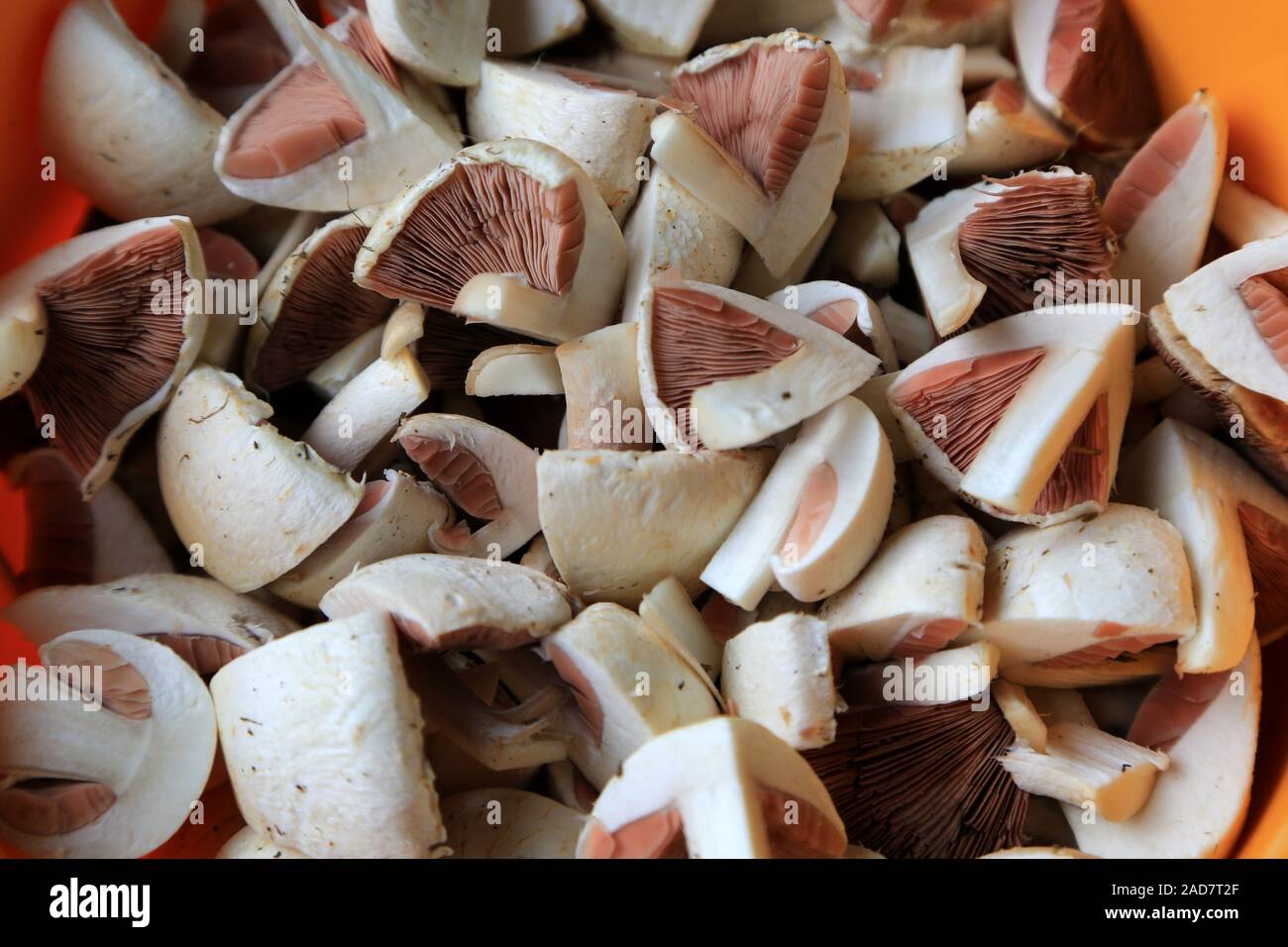 Mushroom dish of meadow mushroom, Field mushroom, Agaricus campestris, Mushroom of the year 2018 Stock Photo