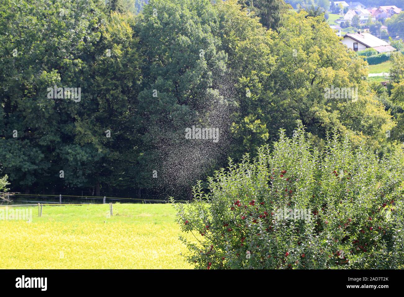 Swarm of flying ants during their wedding flight, mating of winged ants ...