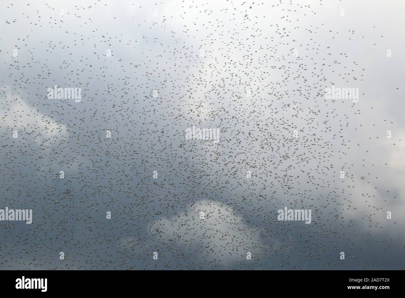 Swarm of flying ants during wedding flight, pairing of winged ants, formicidae Stock Photo