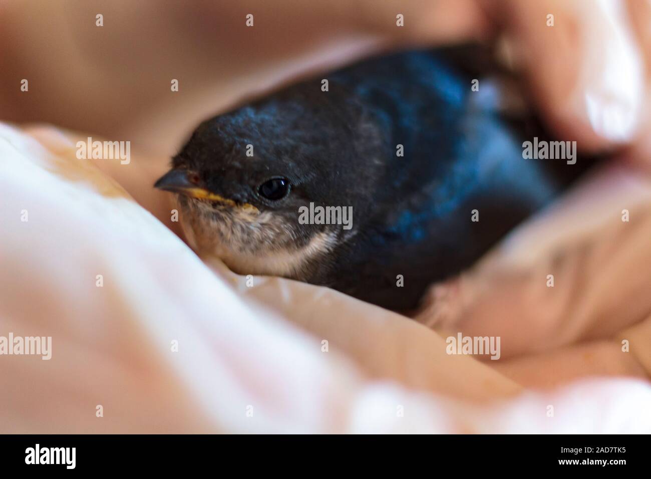 Taking care of a baby swallow Stock Photo Alamy