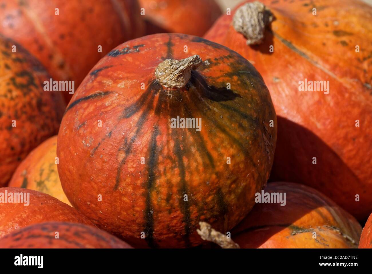 Hokkaidokurbis hi-res stock photography and images - Alamy