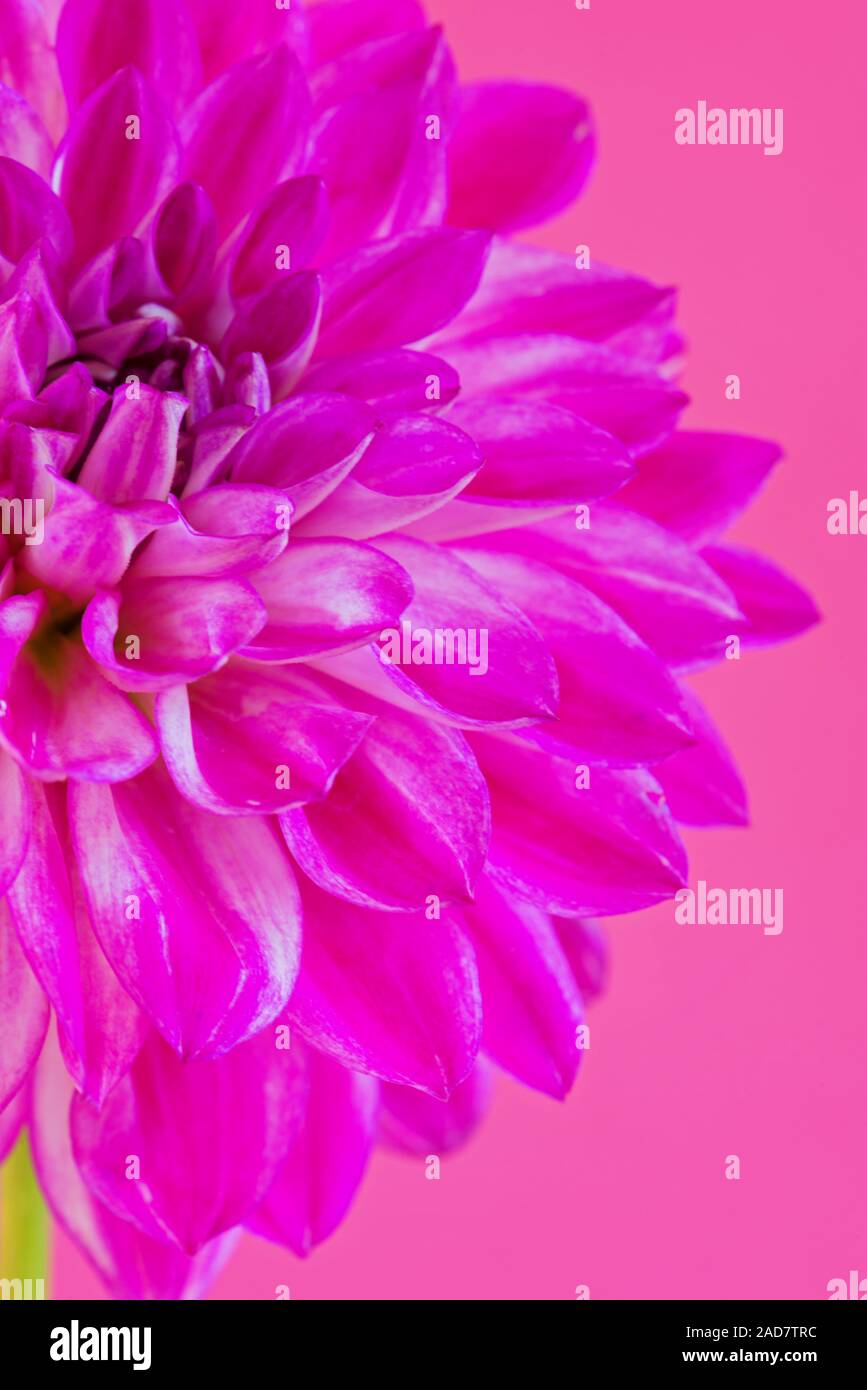 Image of the flower dahlia on pink background Stock Photo
