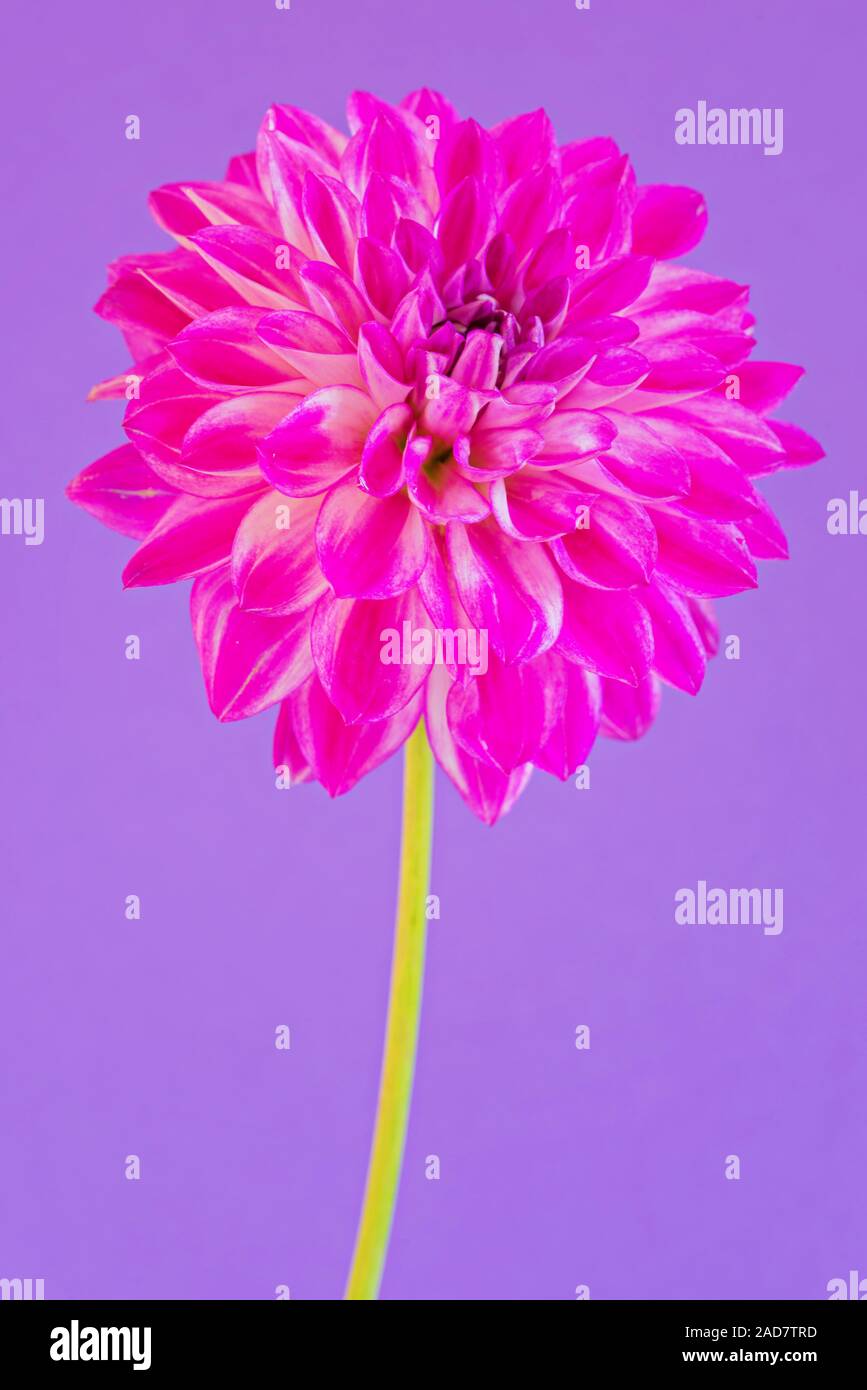 Image of the flower dahlia on purple background Stock Photo