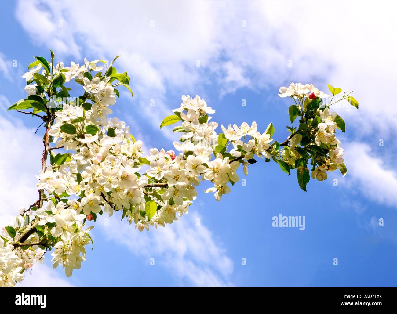 Flowers Blossoming Cherry Prunus avium in spring. Stock Photo