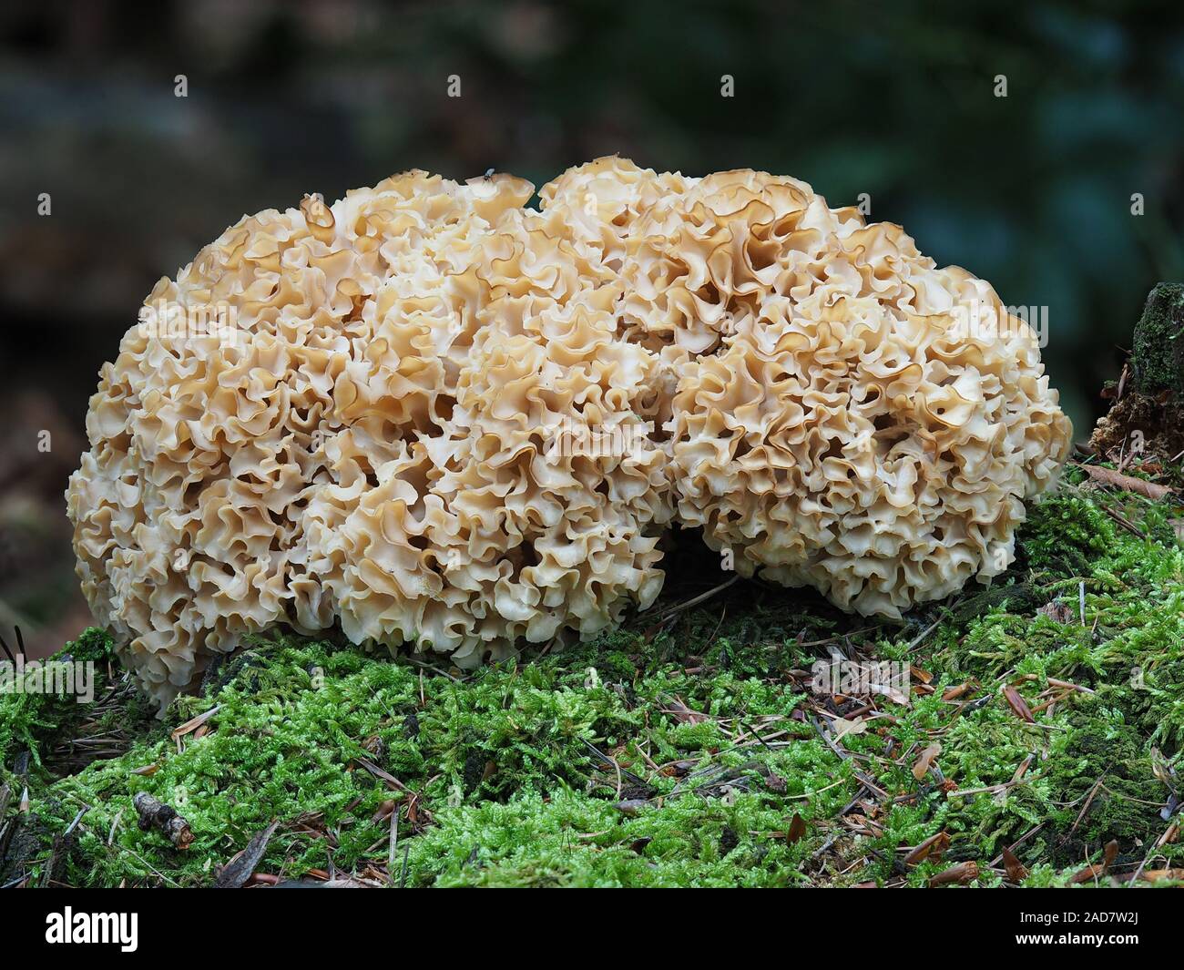 Cauliflower mushroom, Sparassis crispa Stock Photo