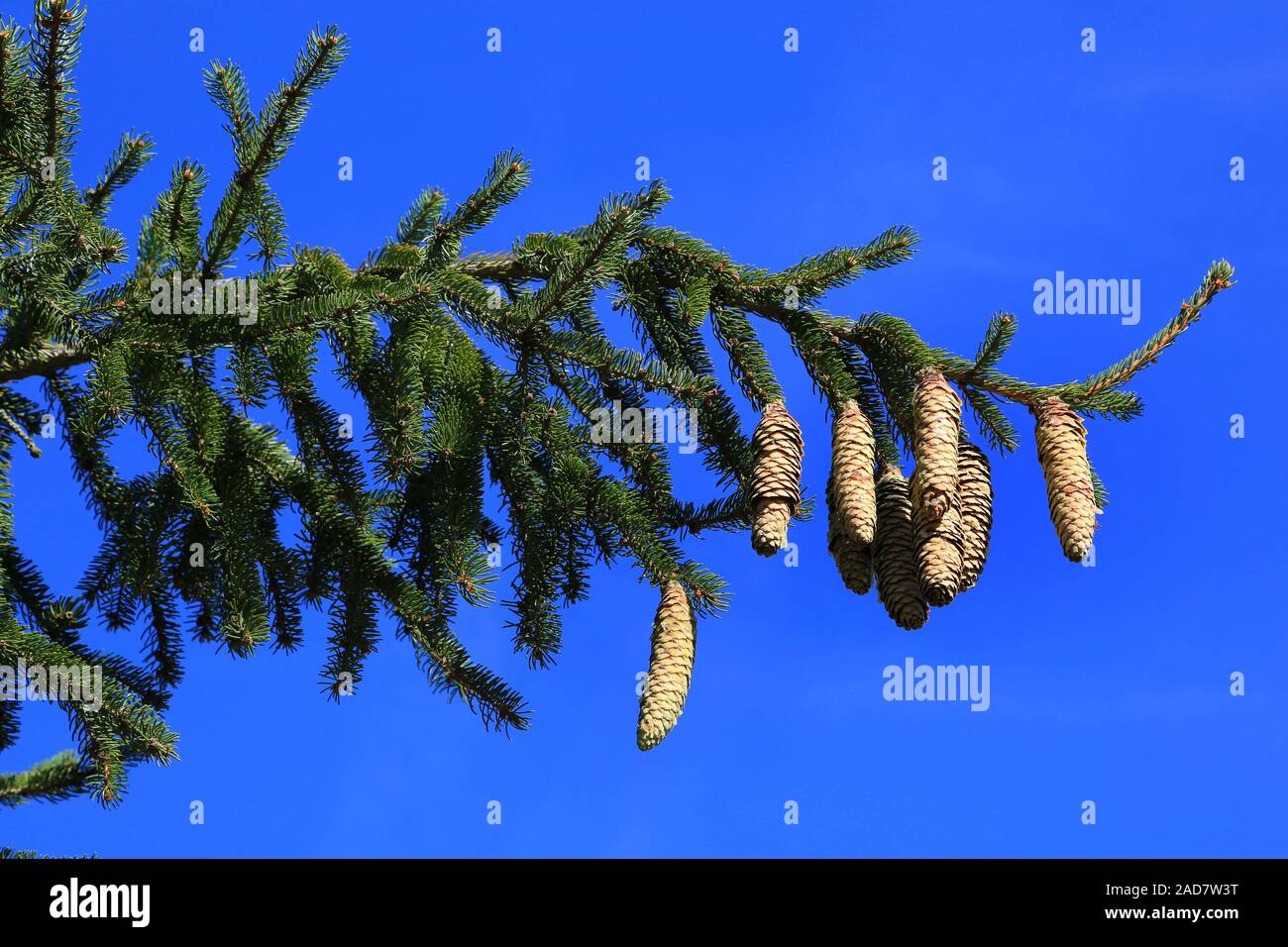 Norway spruce with cones, Common spruce, Picea abies Stock Photo