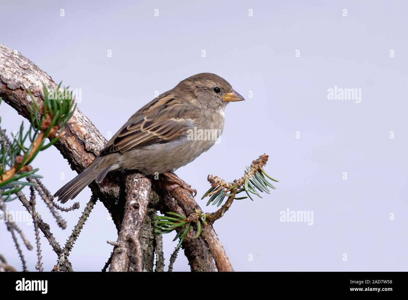 Sparrow in winter Stock Photo