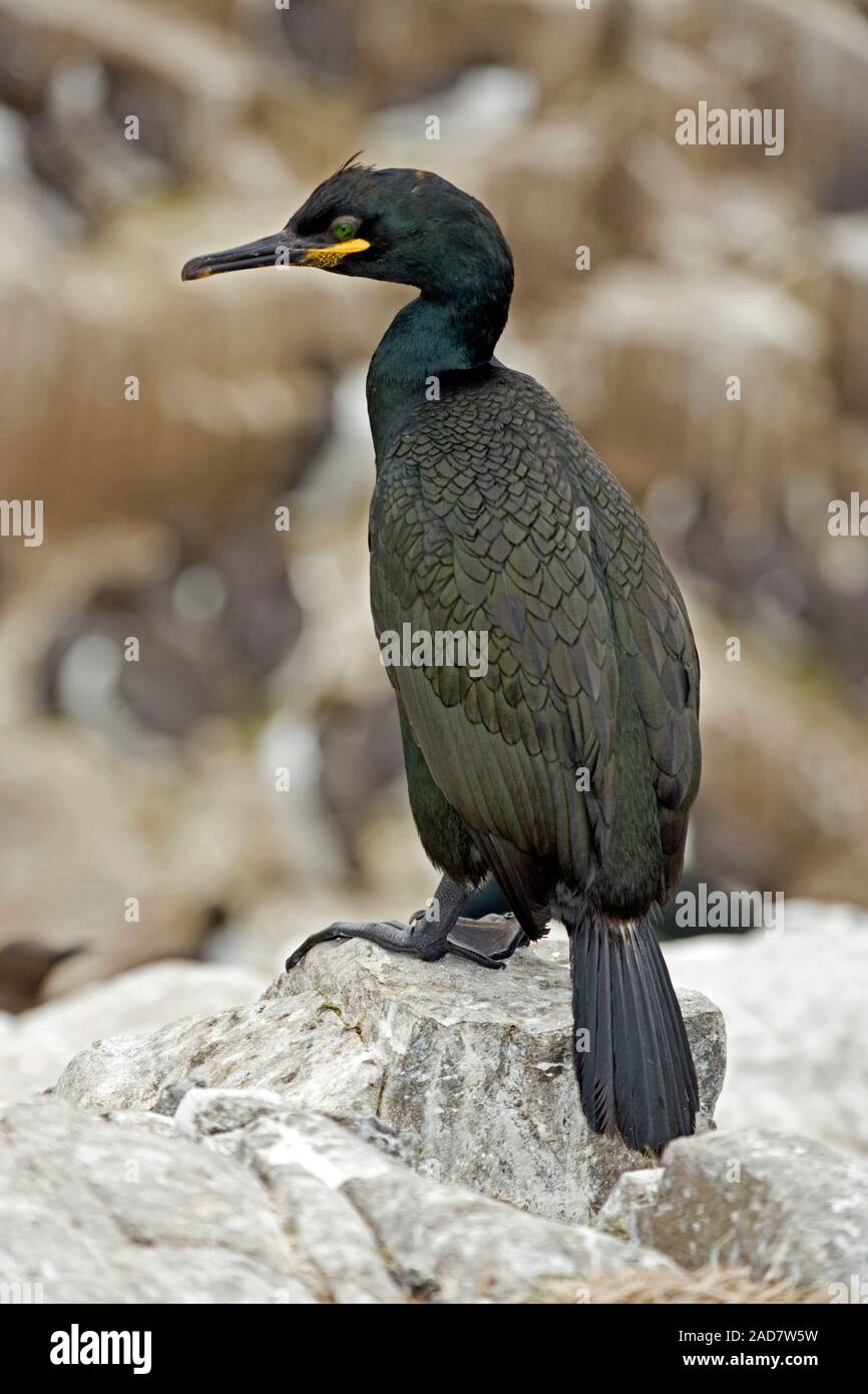 SHAG (Phalacrocorax aristotelis). Showing upright stance on land, with legs set well back to the rear- underwater diving bird. Farne Islands. June. Stock Photo