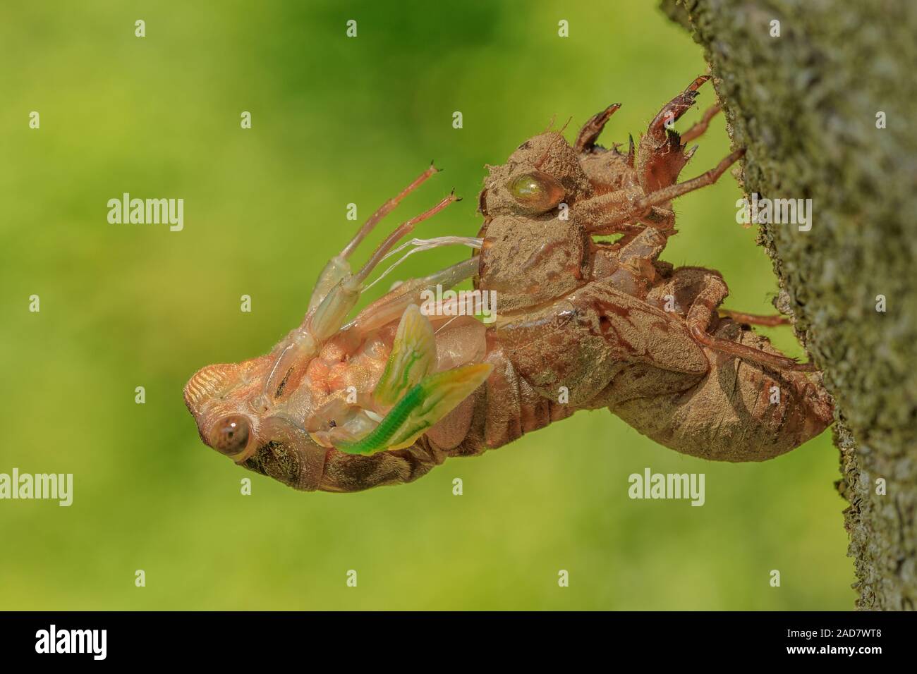 A Cicada's first few moments after emerging from its nymph form Stock ...
