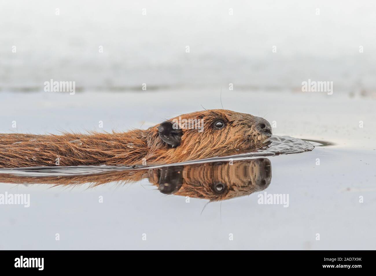 A Beaver swims close by in mirror like water. Stock Photo