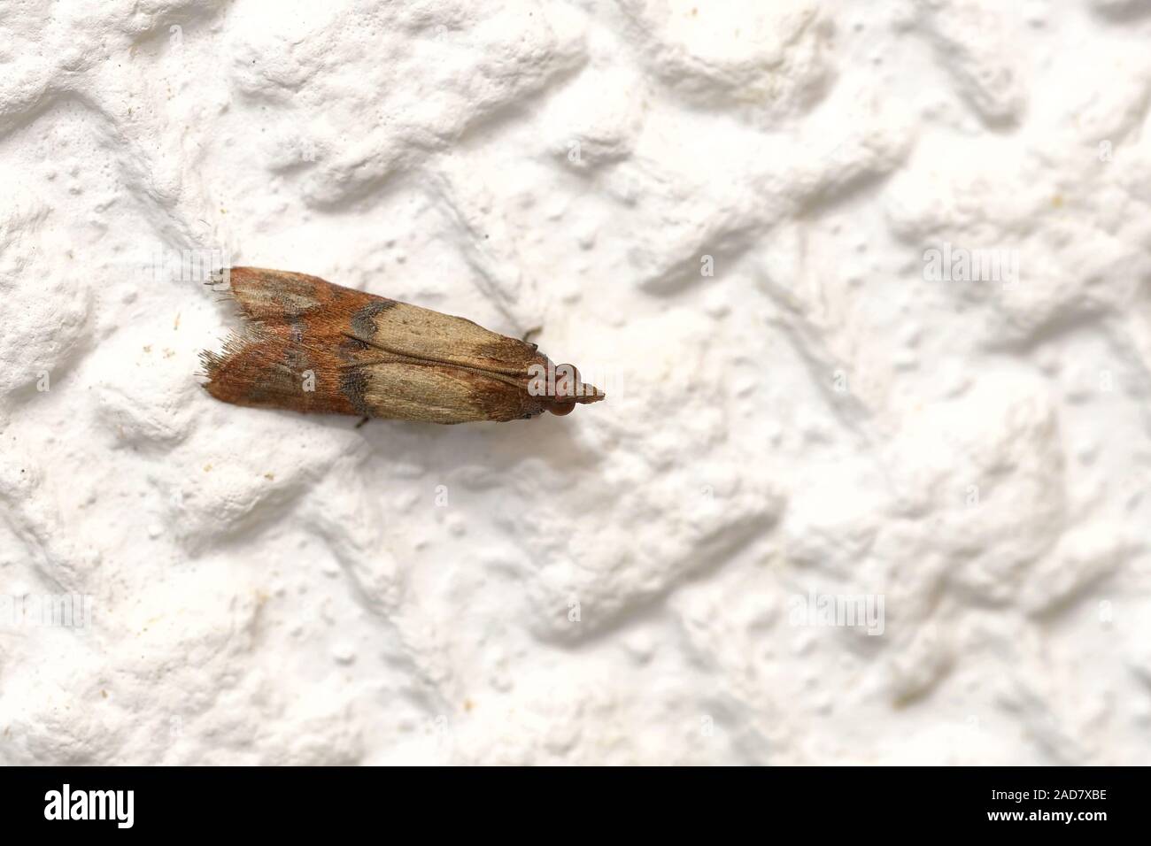 Indianmeal moth Stock Photo