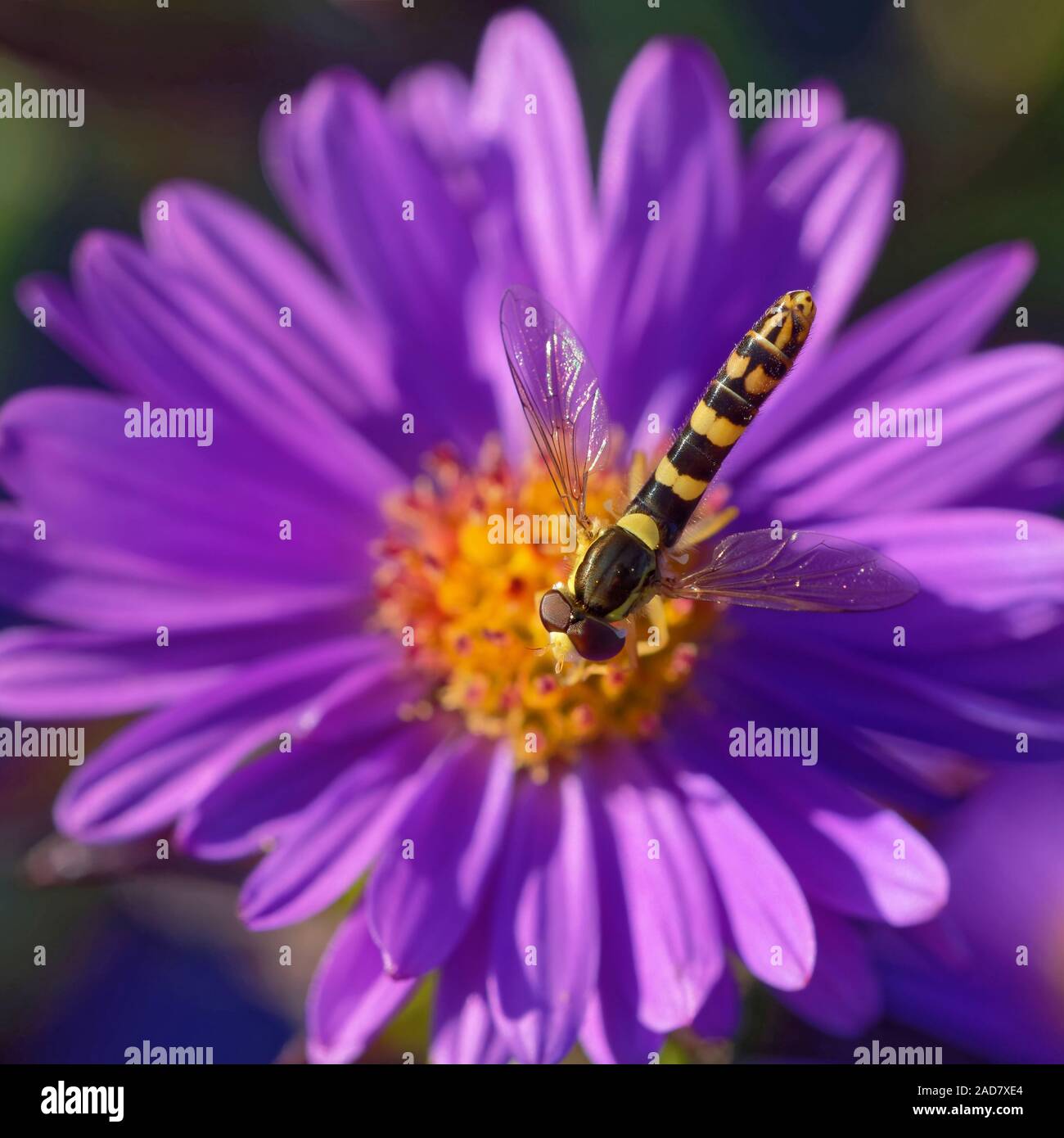 Sphaerophoria scripta Stock Photo