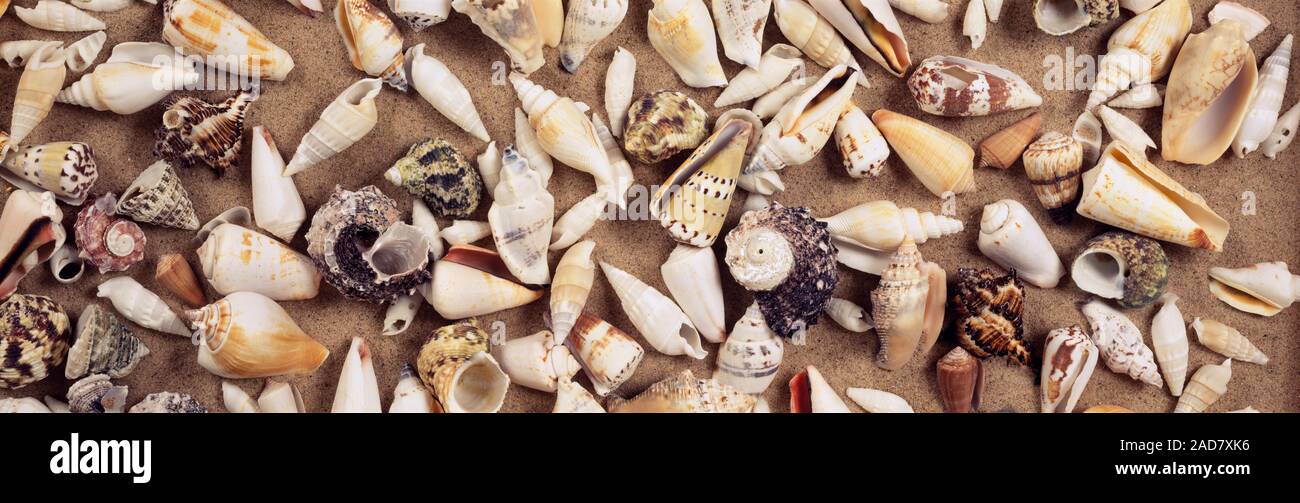 High angle view of seashells Stock Photo