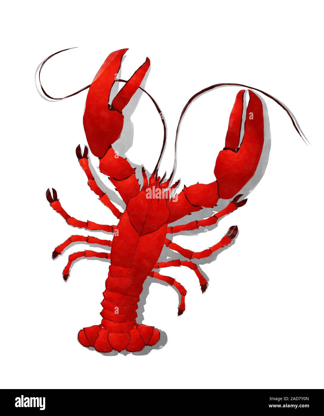 Watercolor red lobster Stock Photo - Alamy