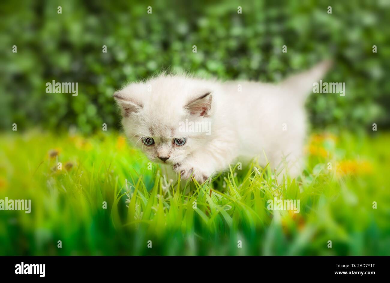 British Shorthair Kitten With Blue Eyes On The Green Grass Stock