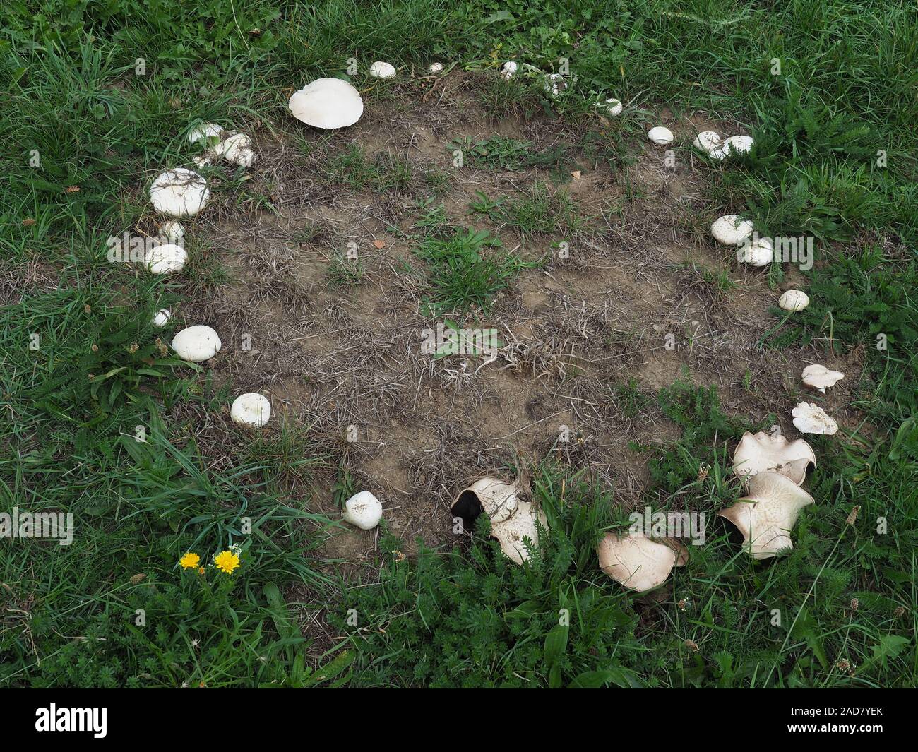 Fairy ring or fairy circle of field mushrooms Stock Photo