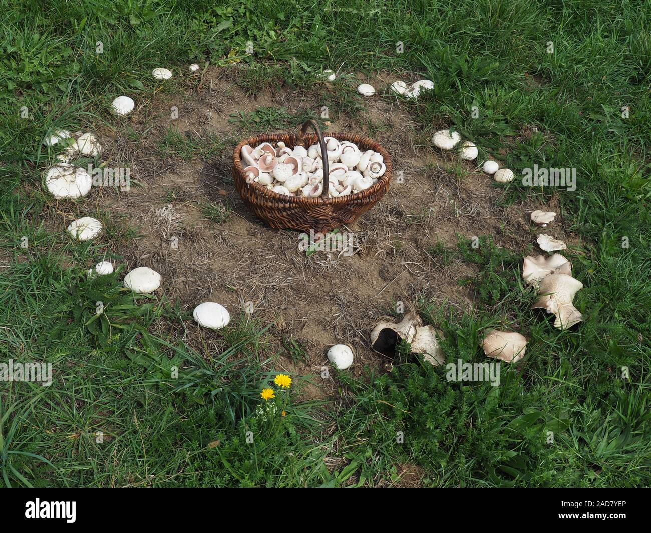 Fairy ring or fairy circle of field mushrooms with mushroom basket Stock Photo
