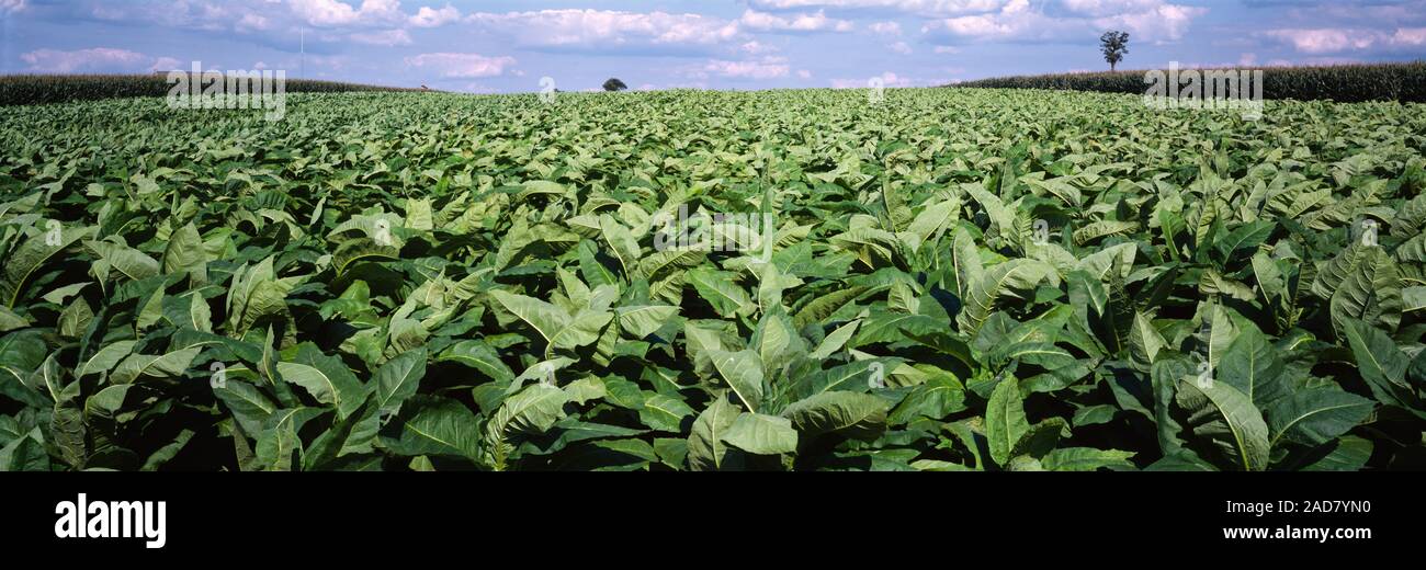 Tobacco can hi-res stock photography and images - Alamy